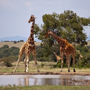 Samburu and Aberdare National Park Safari