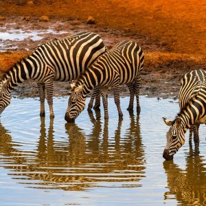 Wings Over Amboseli Luxury Package