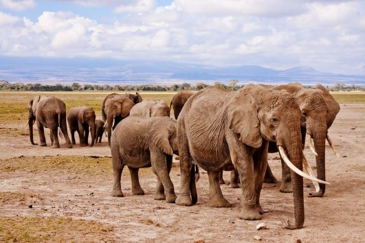 Amboseli