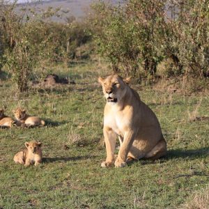 Aberdare and Masai mara