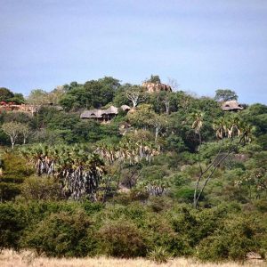 In the Footsteps of Elsa the Lioness By Elewana Collection
