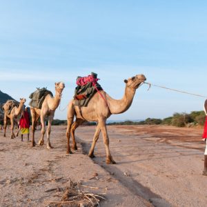 Karisia Walking Safari Experience