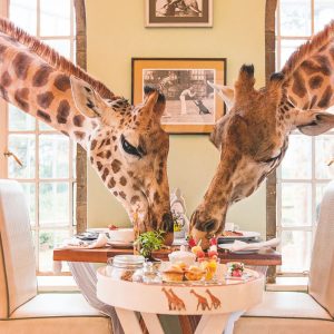 Breakfast with the Giraffes By Giraffe Manor