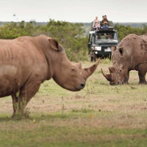 Rhino Extravaganza at Solio Lodge By The Safari Collection