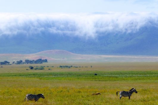 Tanzania Safaris