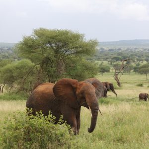 Tanzania Classic Safari