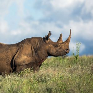 Rhino Tracking Experience By Borana Conservancy