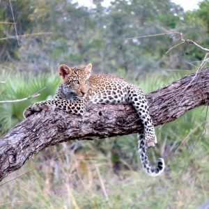 Tanzania Classic Bush Safari