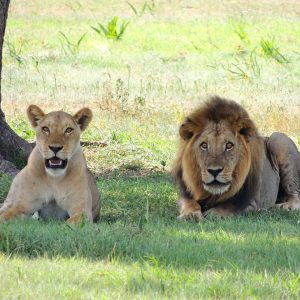 Serengeti