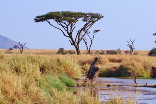 Kenya Safaris