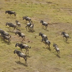 The Best of Kenya Safari