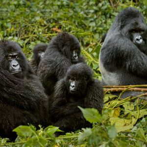 Gorilla Trekking in Volcanoes National Park