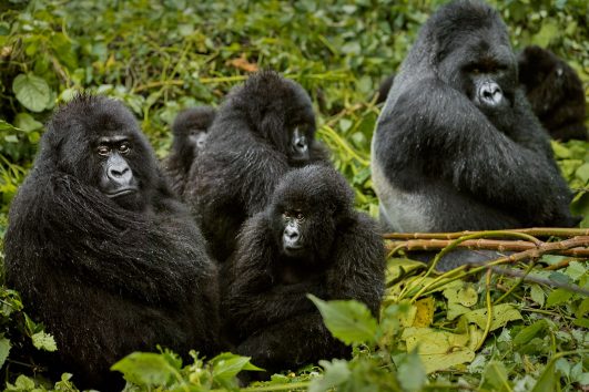 Rwanda Safaris